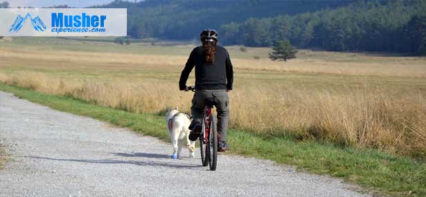 comment apprendre a un husky a tirer