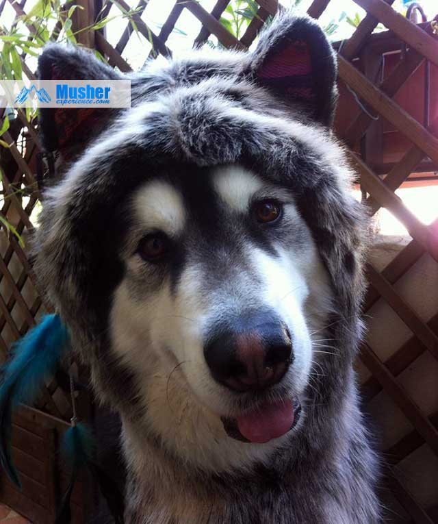 Bonnet oreilles de chien