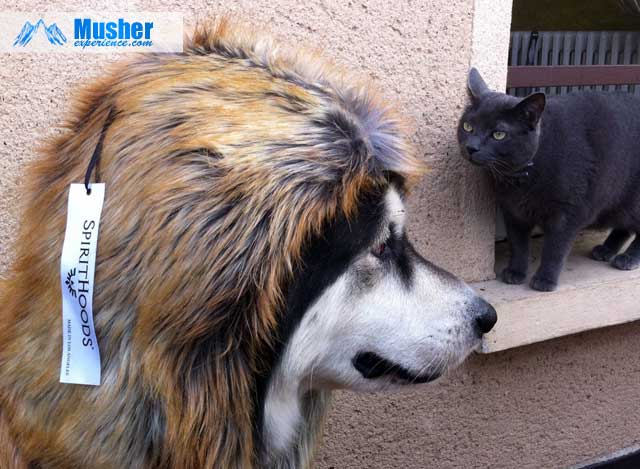 Spirithoods soutient la cause animale