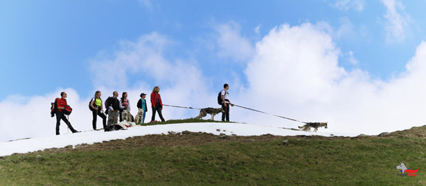 Cani-rando à Pré Molard
