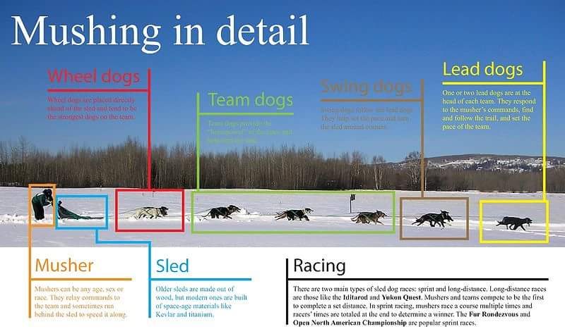 Position des chiens dans l'attelage