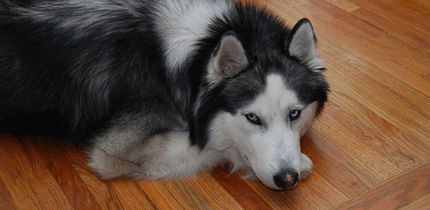 Un husky peut-il vivre en appartement ?