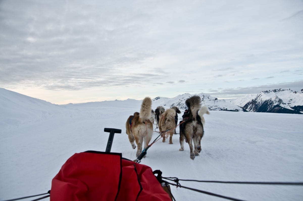 les 5 formes d'attelage de chiens de traineau dans le mushing