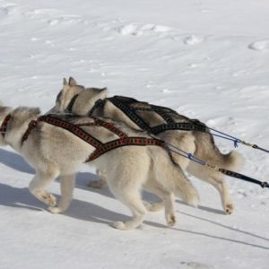 neckline-manmat-sleddogs