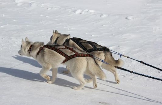 neckline-manmat-sleddogs