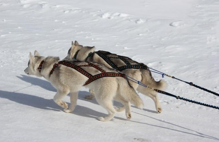 neckline-manmat-sleddogs