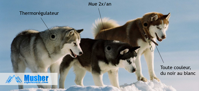 Les Poils Du Husky La Mue Chez Le Husky Sibérien Race De