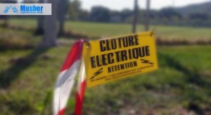 cloture-electrique-chien