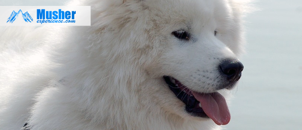 samoyede-race-chien