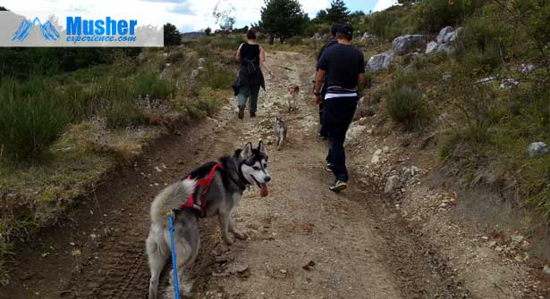 Centre Canin Des Ruisseaux - La chaleur est enfin arrivée ☀️ soyez  prévoyants lors des promenades avec toutou 🐾 Comment protéger les  coussinets de votre chien cet été ? Imaginez, vous marchez