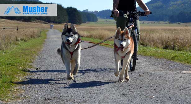 cani-vtt-entrainement-terre