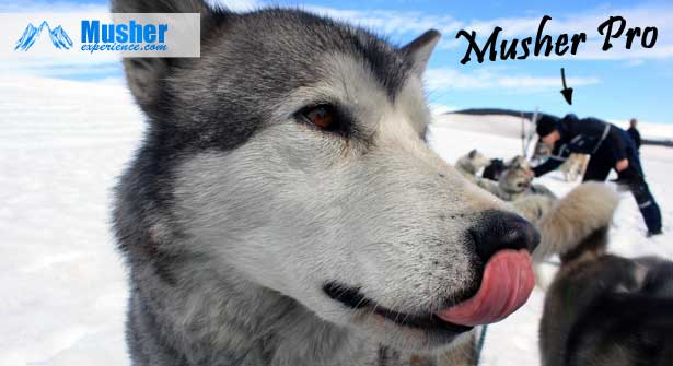 musher-pro