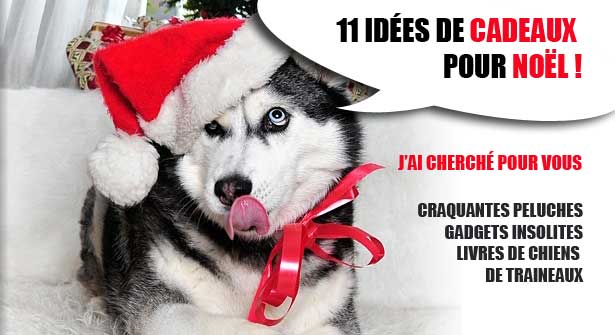 Top 10 des idées de cadeaux de Noël pour votre chien