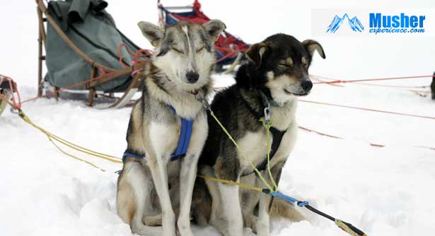 Races De Chiens De Traineau Part2