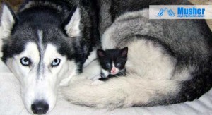 Husky sibérien et bébé chat