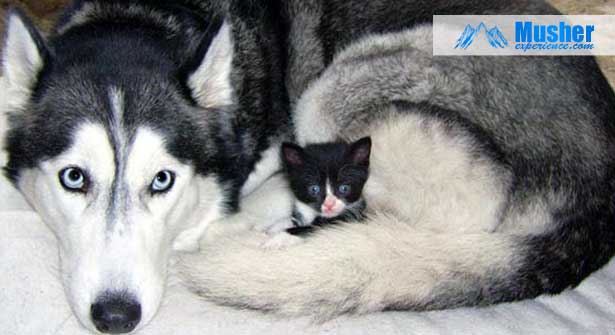 Husky sibérien et bébé chat