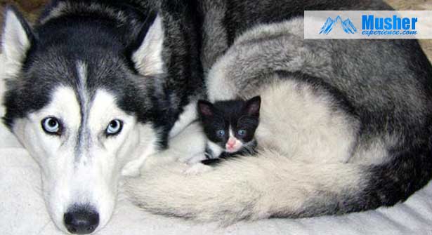 Husky Avec Bebe Chat Trop Mignonnn Husky Avec Bebe Chat Trop Mignonnn