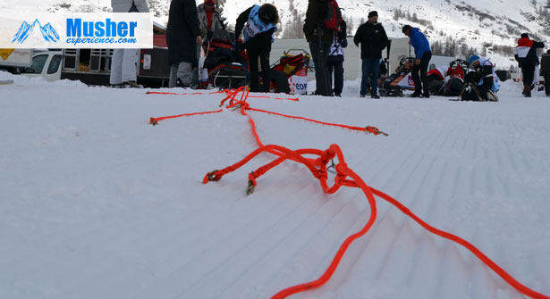 Ligne de trait pour chiens pour attelage de chiens