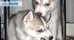 2 chiots sibérien husky - assurance santé