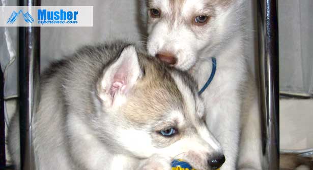 2 chiots sibérien husky - assurance santé