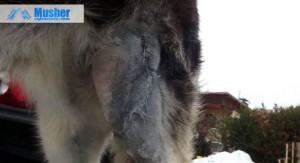 Husky sibérien blessé par un sanglier