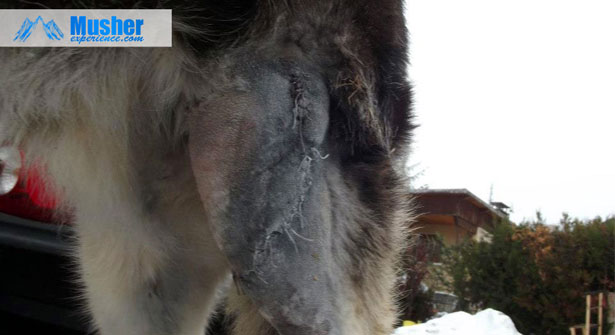 Husky sibérien blessé par un sanglier