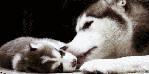 Husky Sibérien - mère et son chiot husky