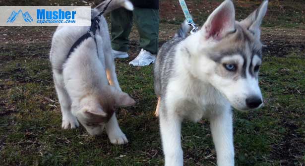 Chiots husky sibérien: inscription au LOF à titre intial