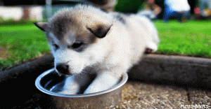 Chiot Husky Sibérien qui boit