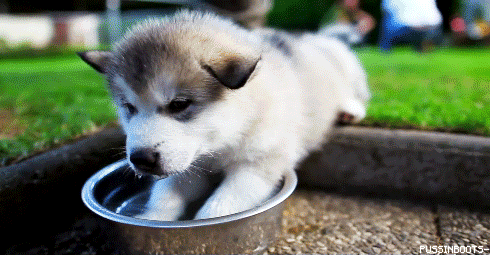 puppy-drinking