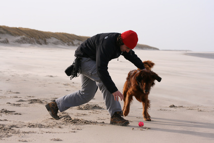 Promenade chien