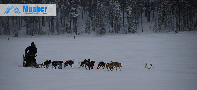 Chien de traineau à Jokkmokk, Suède février