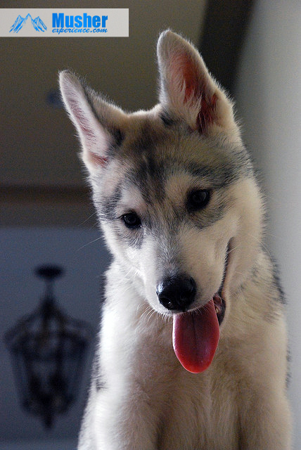 Chiot husky sibérien