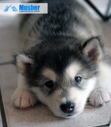 Chiot Malamute d'Alaska