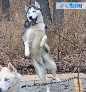 Husky dance