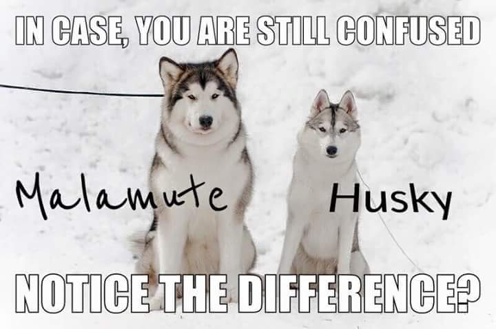 husky malamute difference