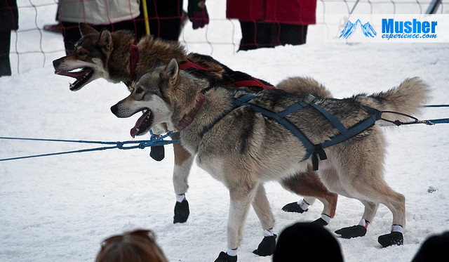 Husky vu de profil