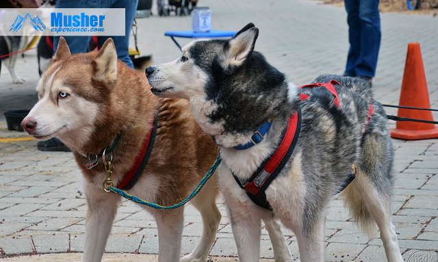 Fabriquer un Amortisseur - Eduquer son Siberian husky, chien de