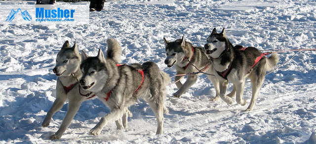 Attelage husky sibérien