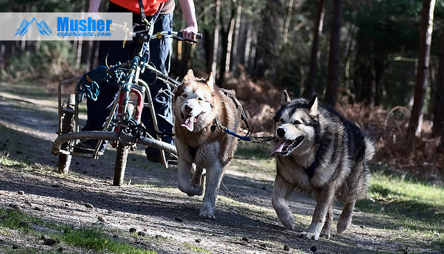 Malamute tracte kart 3 roues