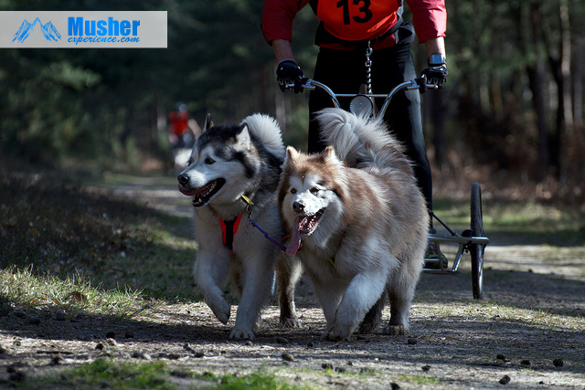 Malamute, attelage kart