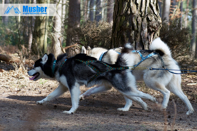 Malamute vu de profil