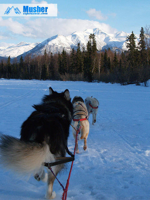 Malamute, chien de traineau