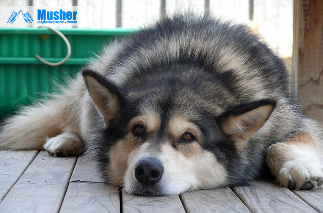 Malamute, caractère calme et affectueux