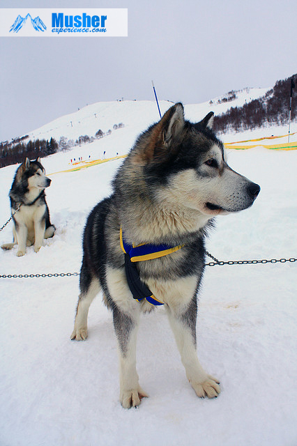 Malamute d'Alaska sur stake