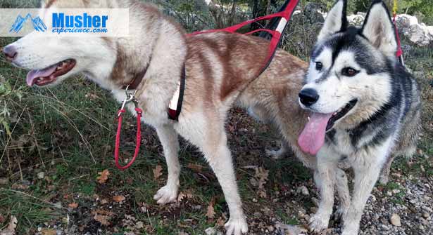 Husky roux et husky noir