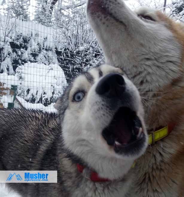 Husky aux yeux bleu dans la neige