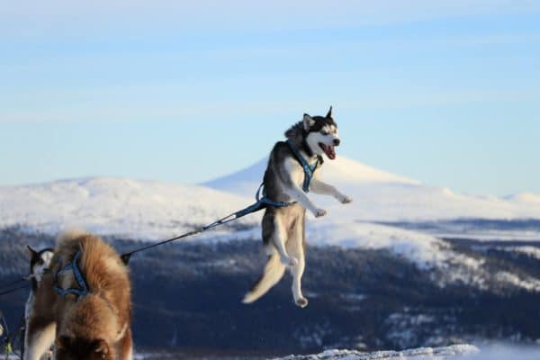 quel age chien tire - de Eywa's Trails Chiens de traineau