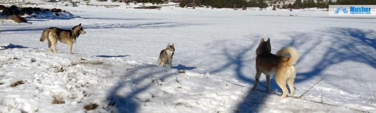 Stake out : husky dans la neige