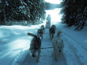 chien de traineau Québec